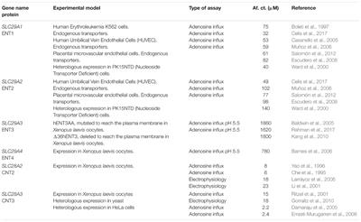 Who Is Who in Adenosine Transport